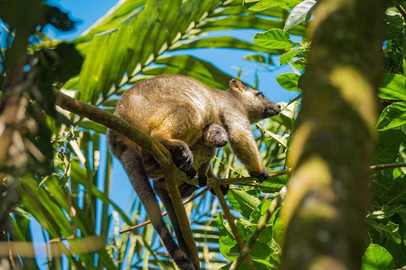 Learn the cast of characters: cassowaries, tree-kangaroos, bats, butterflies…