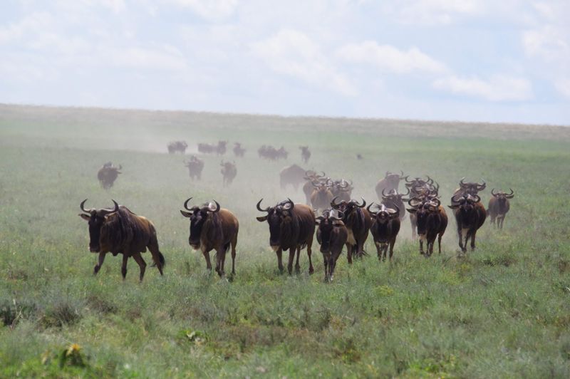Serengeti National Park — Tanzania