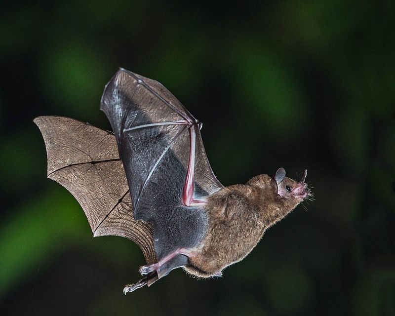 Bats Aren't Blind - They're Actually Pretty Skilled