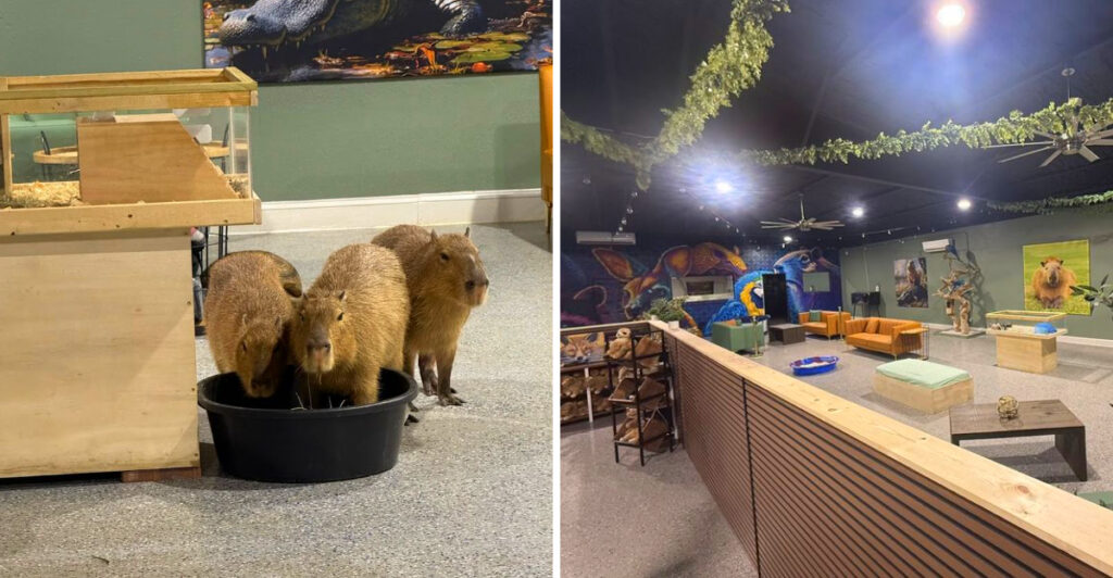 You Can Hang Out With Capybaras While Drinking Coffee In Florida