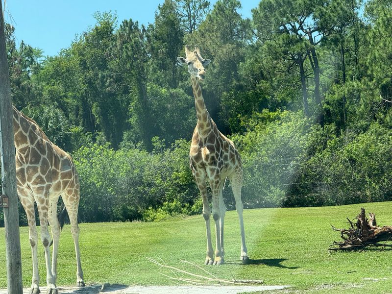 Giraffes Tower Over the Road