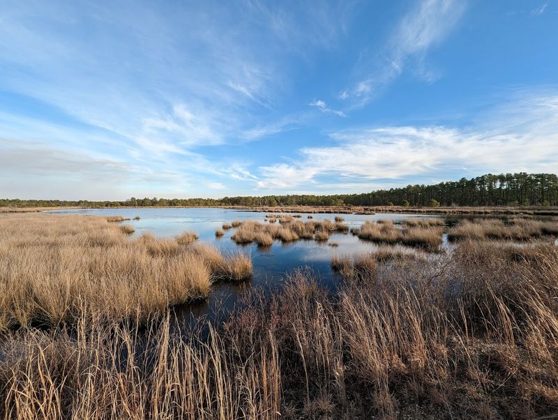 Franklin Parker Preserve (Pinelands, Burlington County)