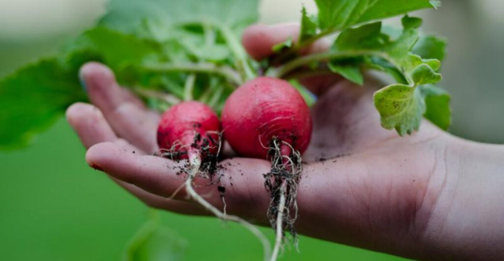 12 Crops to Start From Seed This Month in Your Florida Backyard Garden