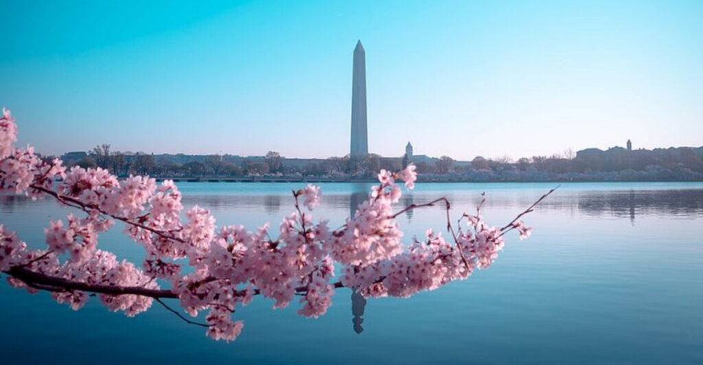 12 U.S. Cities That Put on the Most Beautiful Cherry Blossom Shows