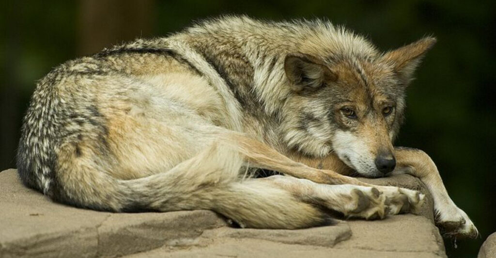 12 U.S. States Where Wolf Populations Are Making a Comeback