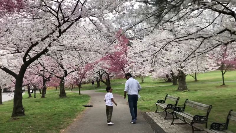 Essex County Cherry Blossom Festival (50th Anniversary)