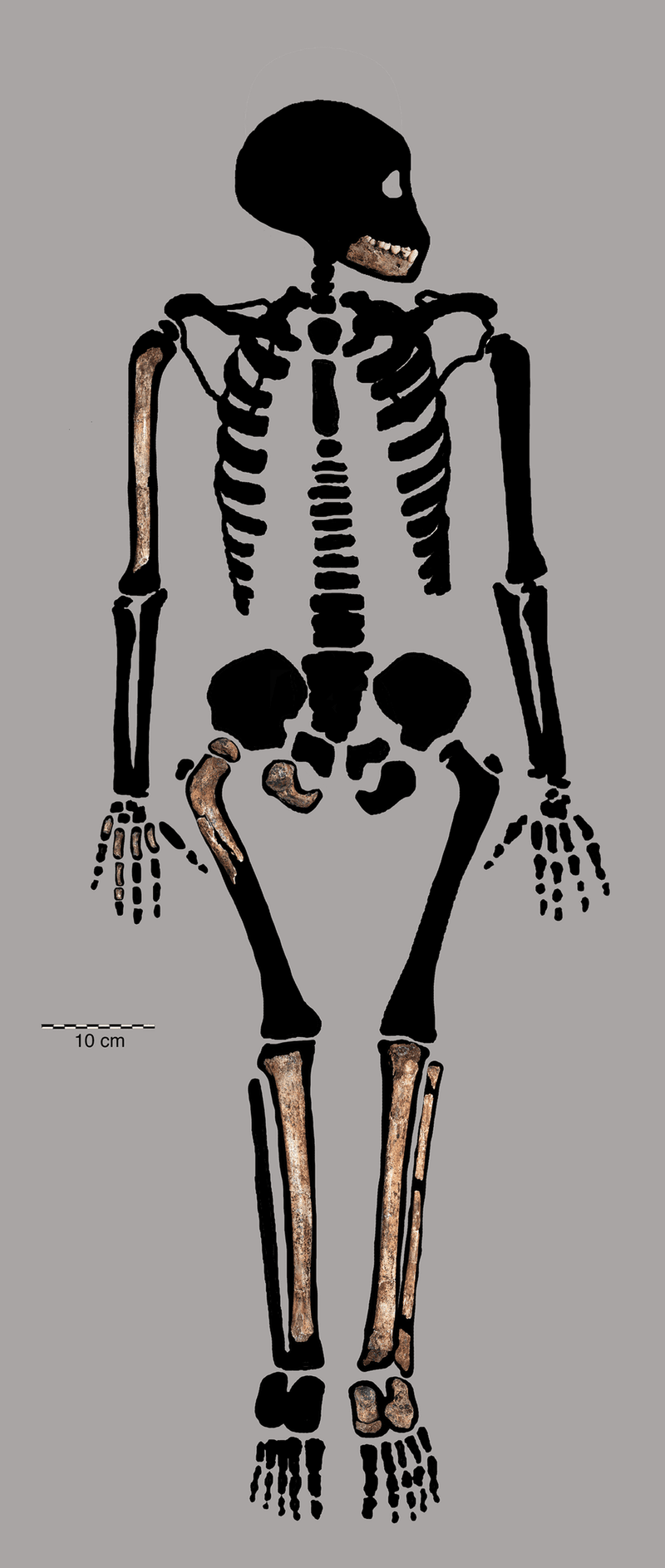 Homo naledi (South Africa) - ~335,000 years old