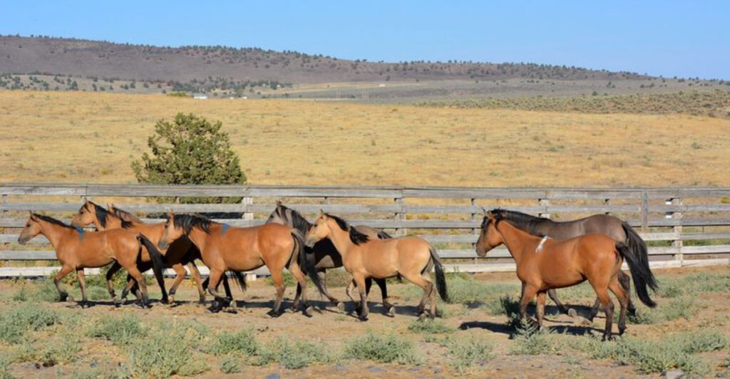 13 US Places to See Wild Horses in the Wild