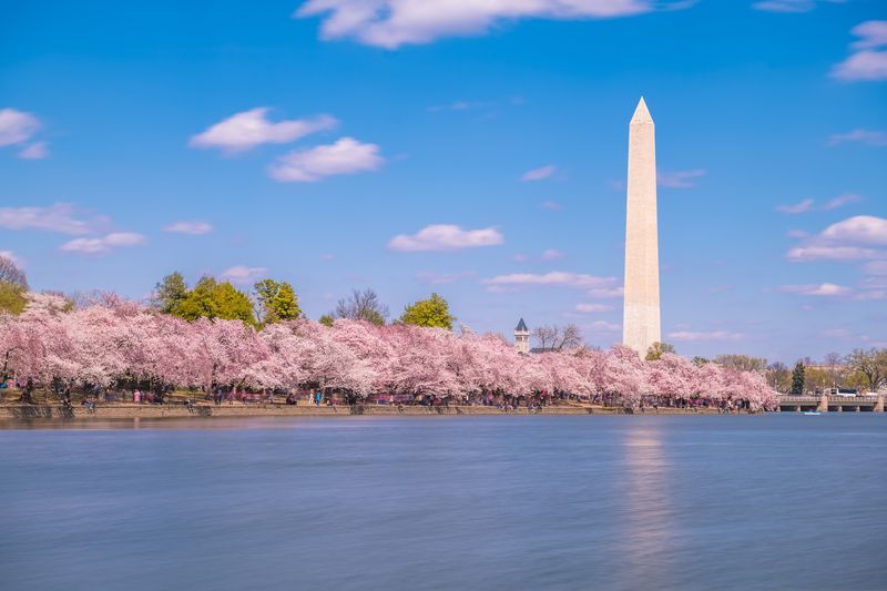 Washington, D.C. Blossom Loop: Catch Peak Bloom Before It Vanishes
