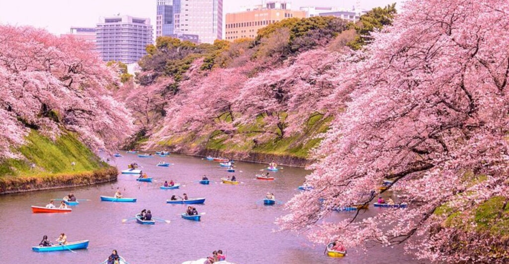 14 Magical Places to Visit During Cherry Blossom Season