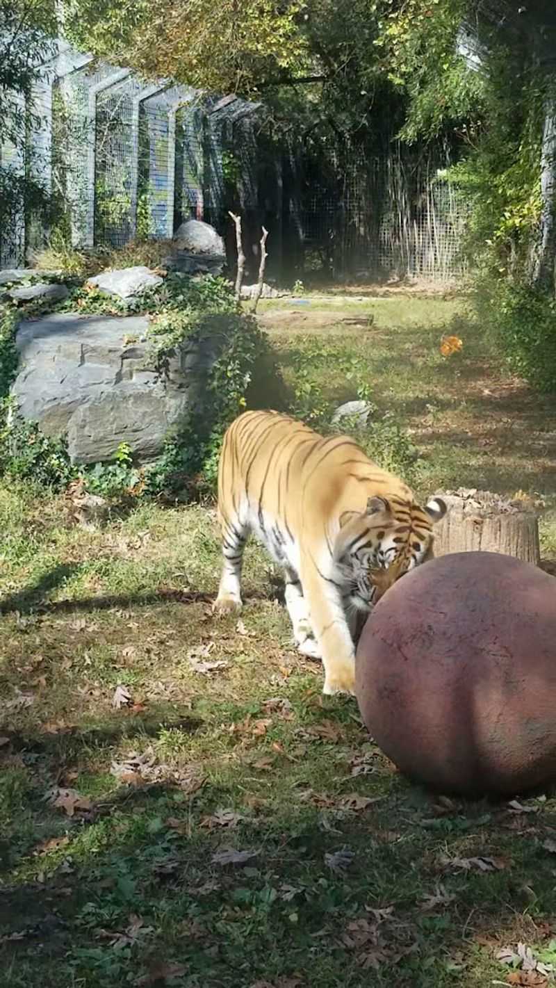 The Big Cats That Steal the Show