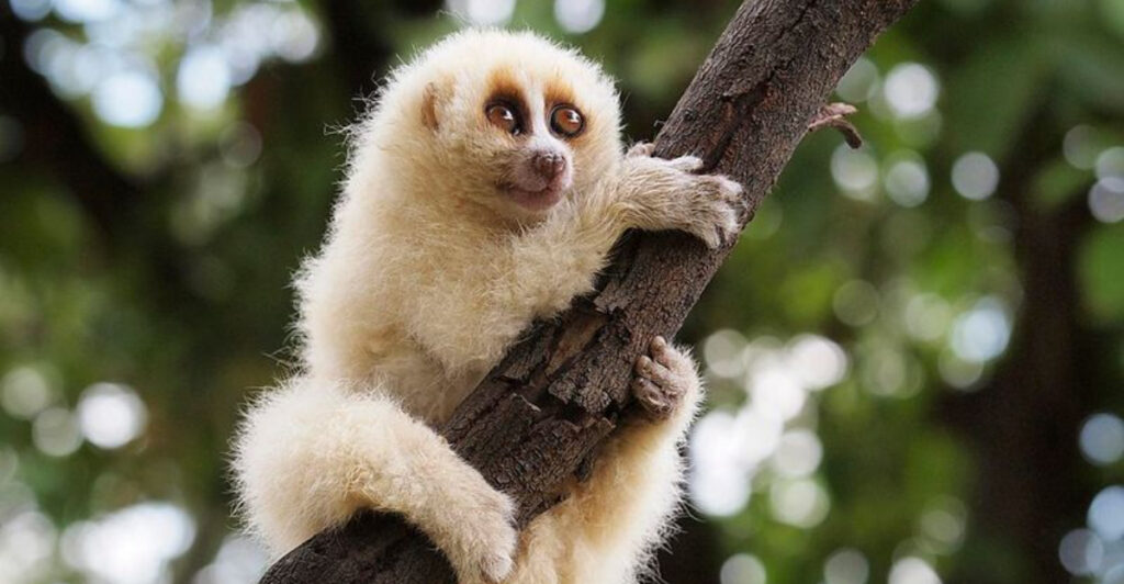 15 Animals You Should Never Touch, No Matter How Harmless They Look