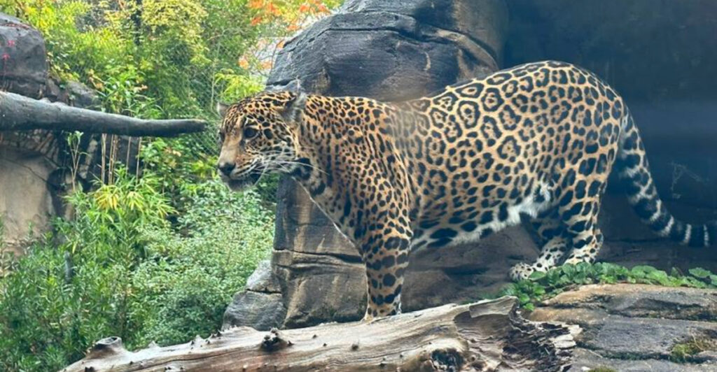 15 Best Zoos in the U.S. to Explore With Family or Friends
