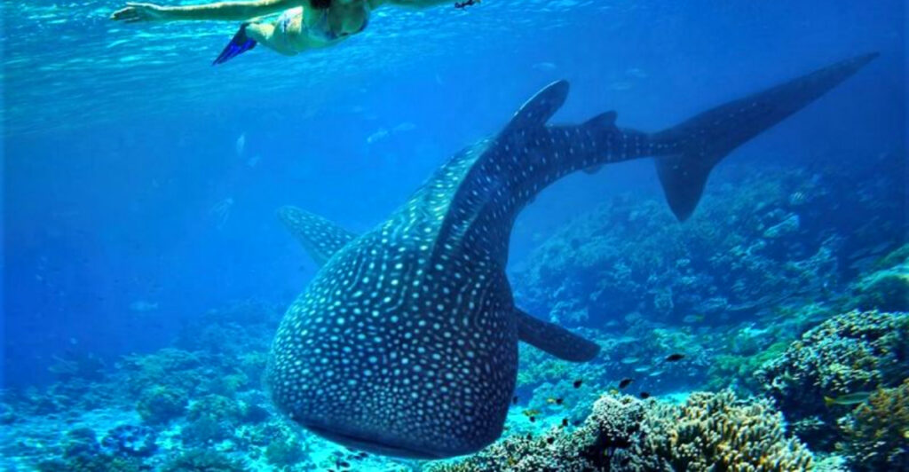 15 Dream Destinations for Exploring Marine Life