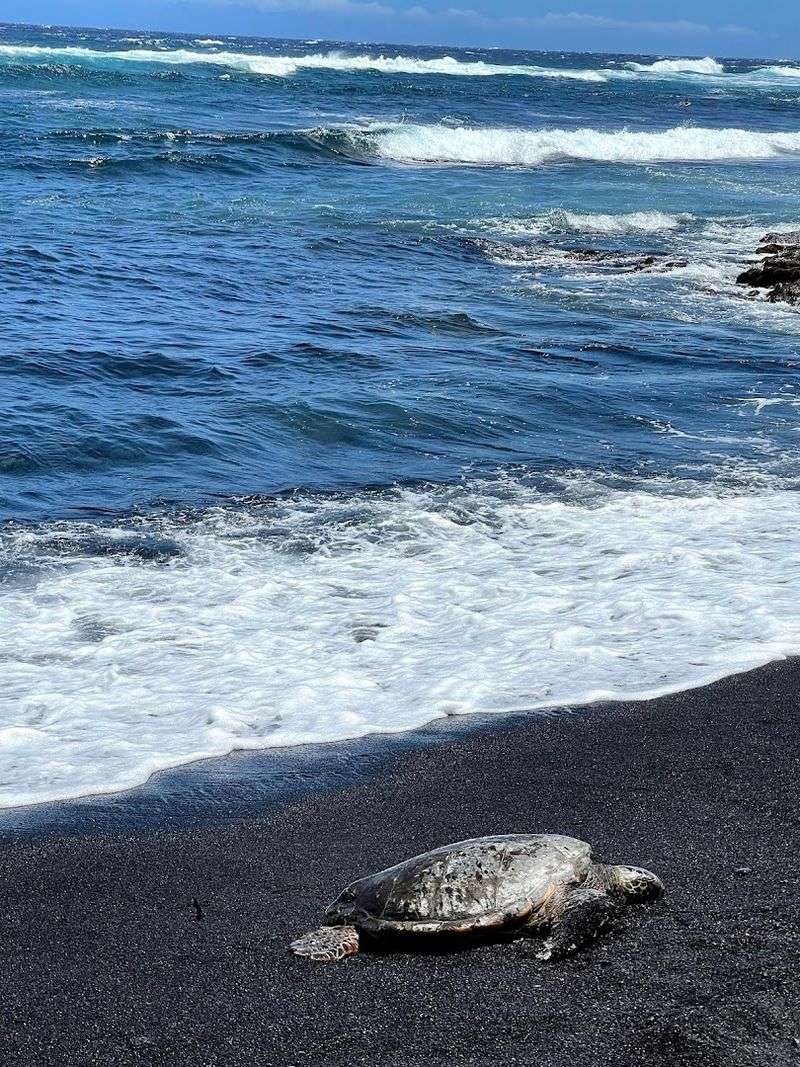 Punaluʻu Beach (Hawaii, USA)