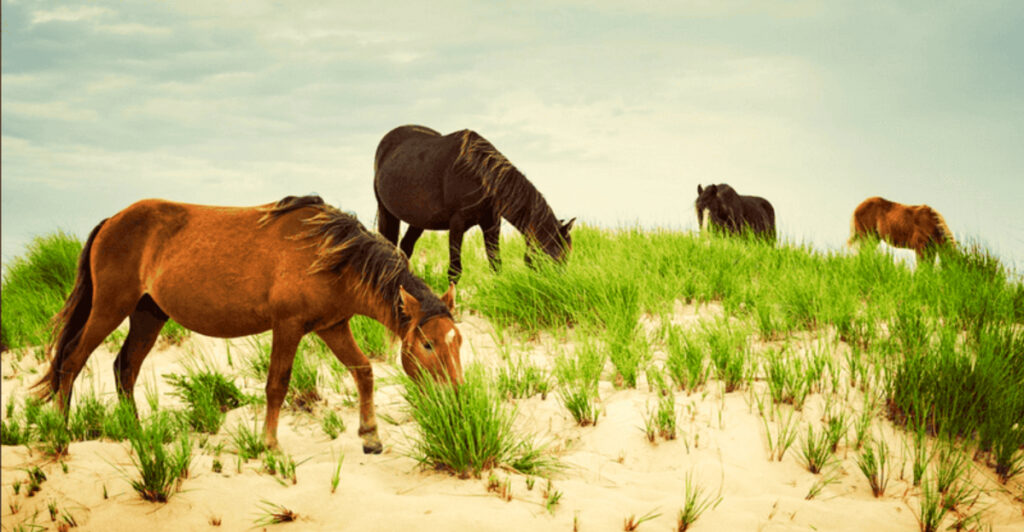 15 Places Where You Can Still See Wild Horses