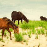 15 Places Where You Can Still See Wild Horses