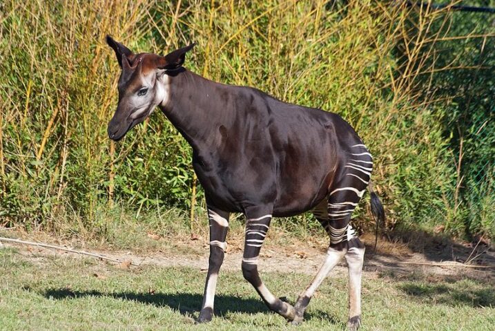15 Rare and Fascinating Animals in American Zoos