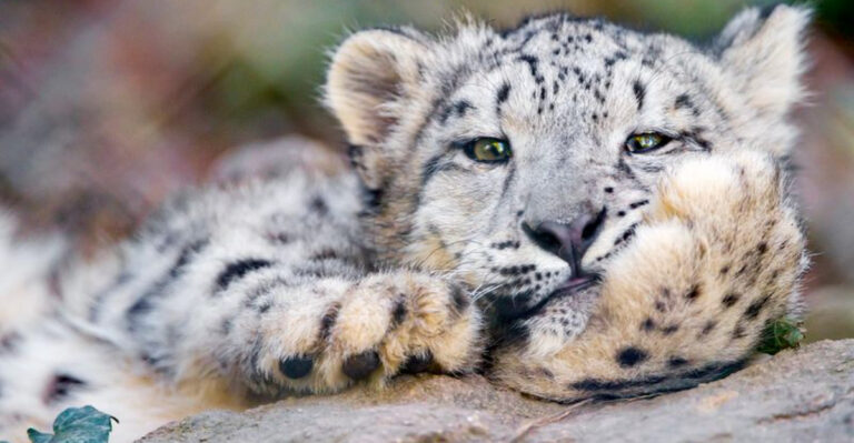 15 Rare and Fascinating Animals in American Zoos