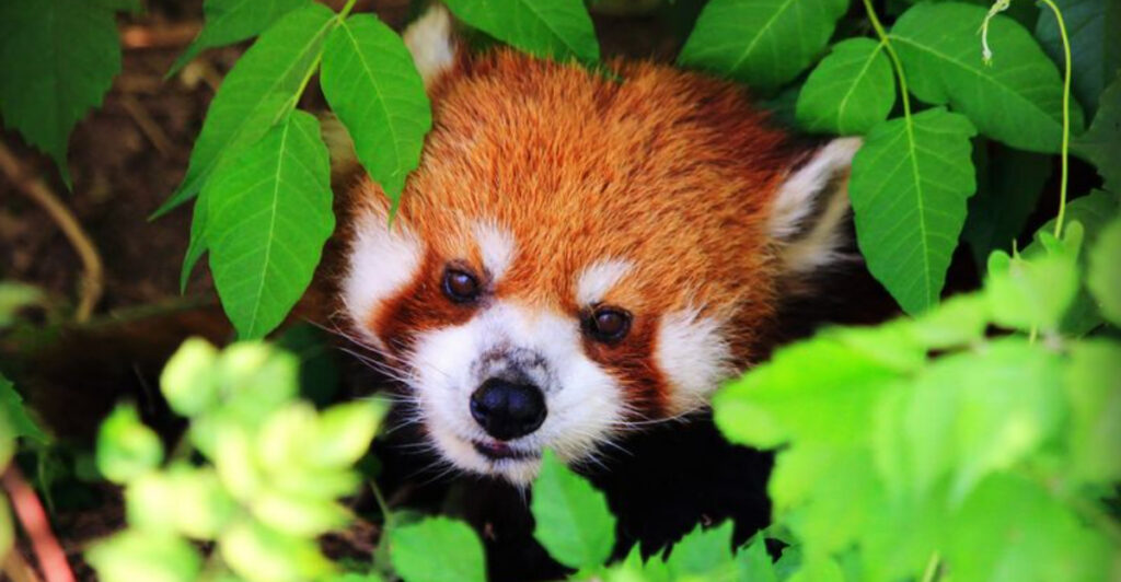 15 Top-Rated Large Zoos in the U.S. Worth the Ticket Price