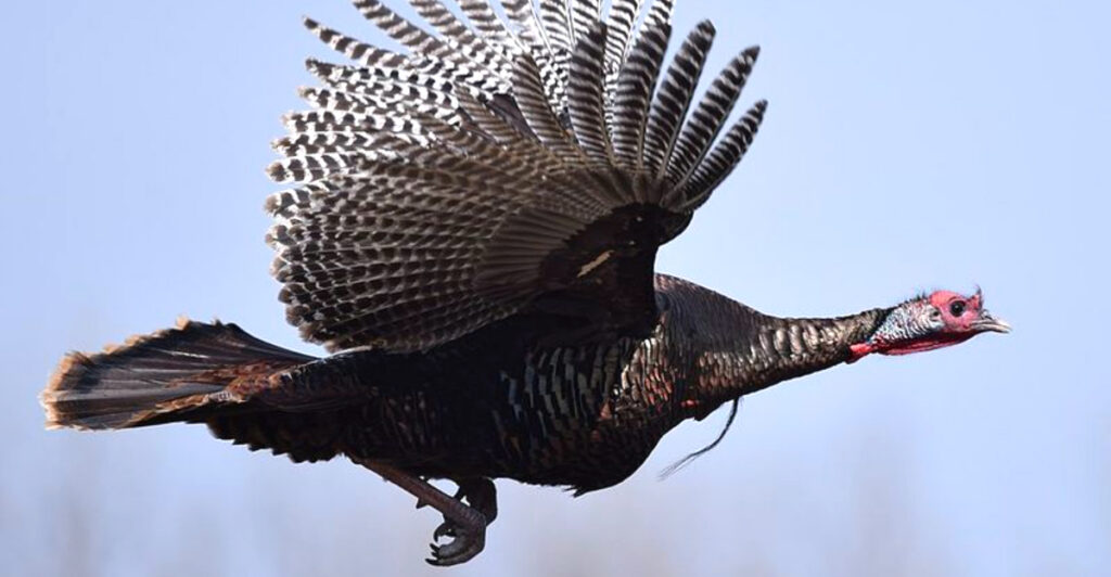 15 U.S. States Overrun With Wild Turkeys (Ranked)