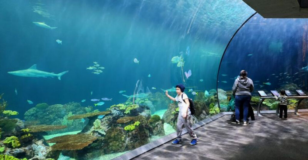 15 World Aquariums With the Largest Tanks You Have to See
