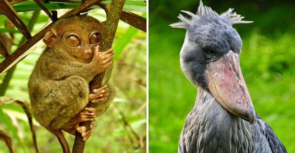 15 of the Coolest Animals Seen at U.S. Zoos
