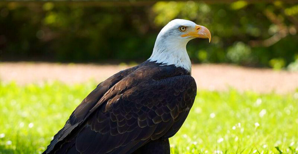 1,550 Acres of Marsh Where Bald Eagles Nest Along a Busy Shipping Channel