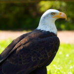 1,550 Acres of Marsh Where Bald Eagles Nest Along a Busy Shipping Channel