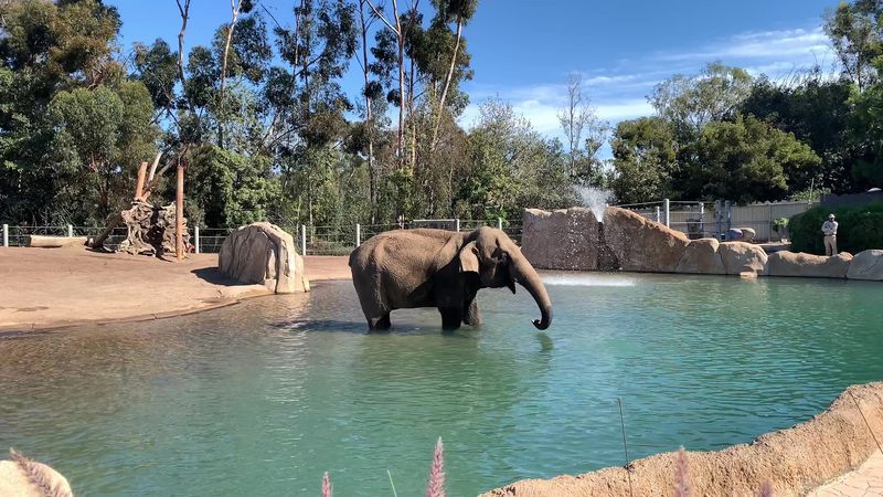 San Diego Zoo - California, USA