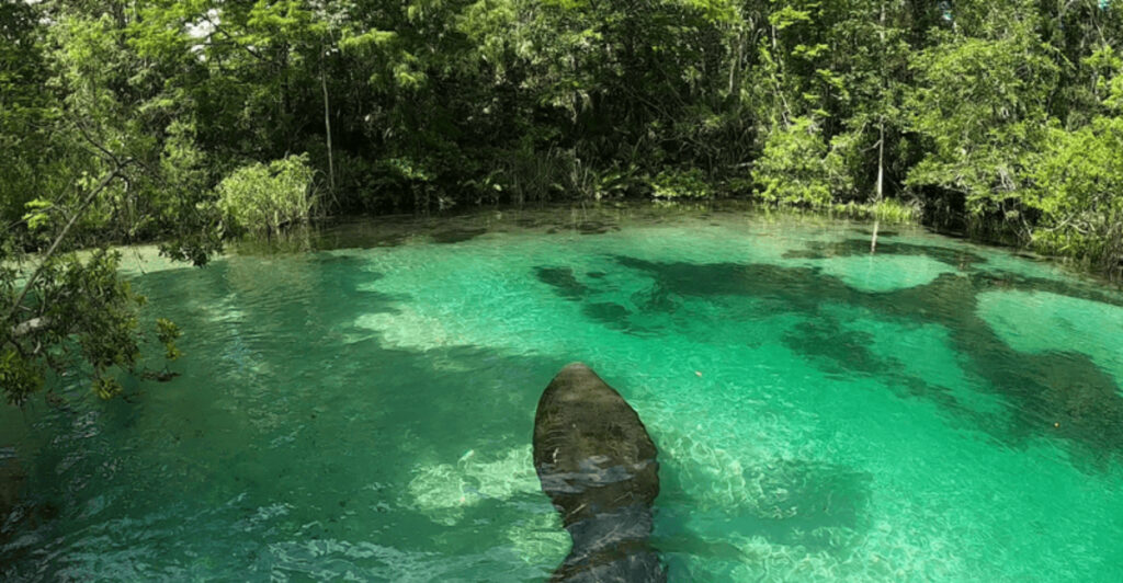 7 Beautiful Florida Rivers That Might Make You Forget the Beach