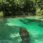 7 Beautiful Florida Rivers That Might Make You Forget the Beach