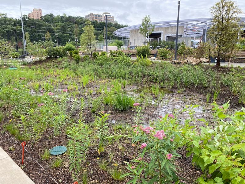 Native Plants and a Mini Forest Worth Noticing