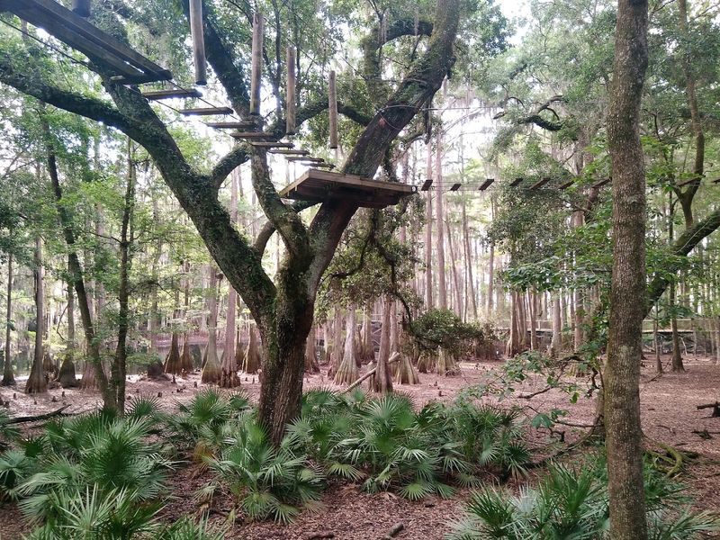The Zipline Experience: Soaring Over Cypress Swamps