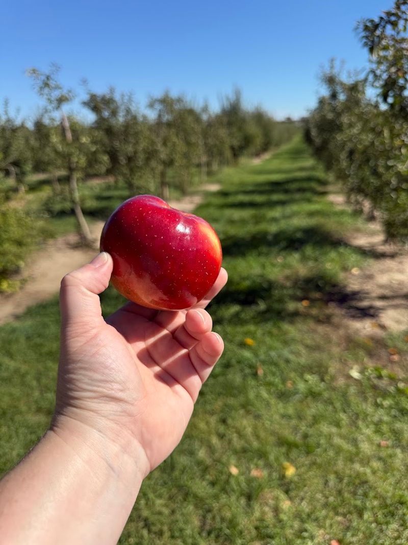 The Apple Varieties That Will Make You Rethink Grocery Store Fruit