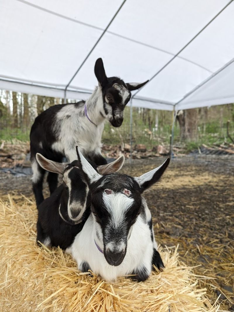 Why This Farm Keeps People Coming Back