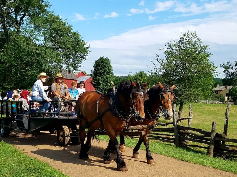 The Animals Are the Real Stars