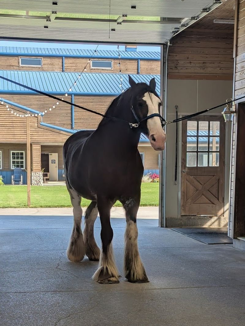 The Clydesdales Themselves: Gentle Giants Up Close