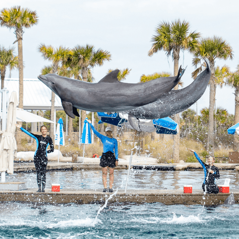 The Dolphin Show That Will Soak You and Steal Your Heart