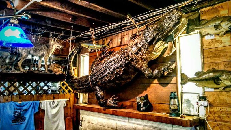 The Taxidermy Wall: A Collection That Commands Attention