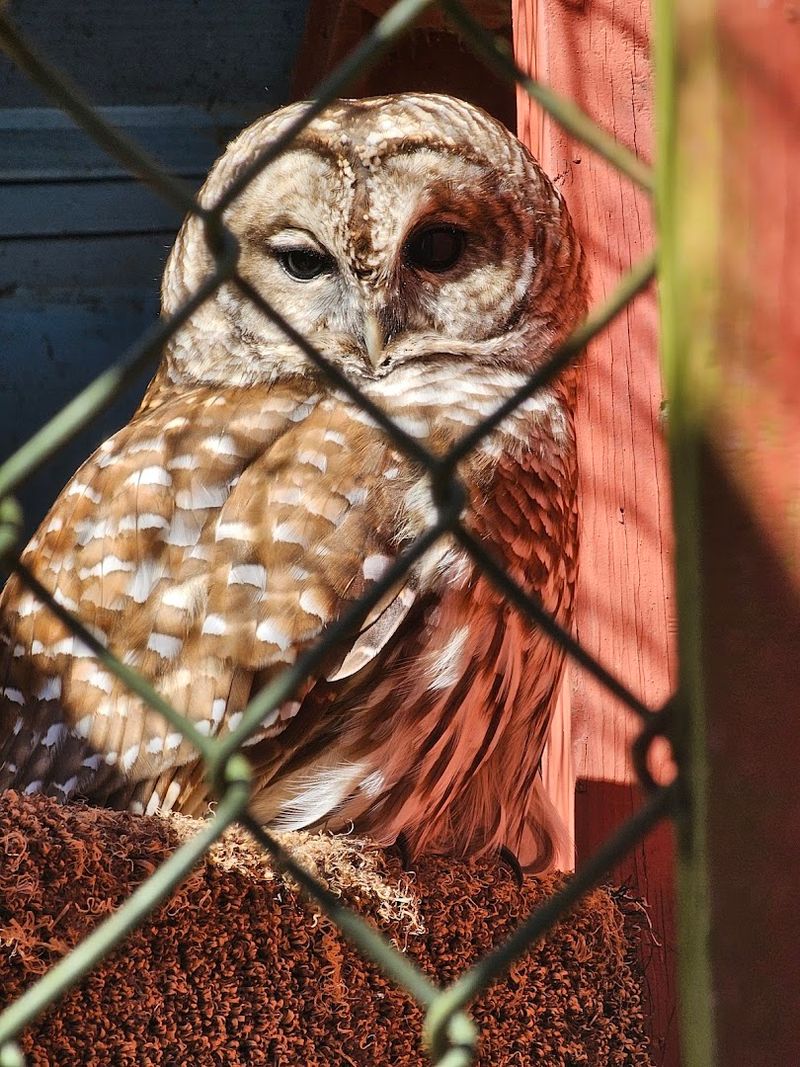 Owls, Vultures, and Ravens on Display