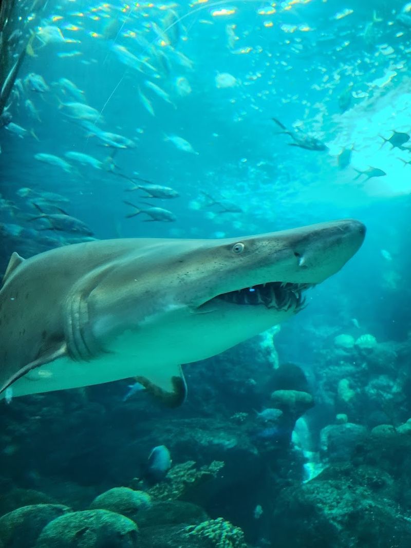 The Big Tank: 500,000 Gallons of Pure Awe