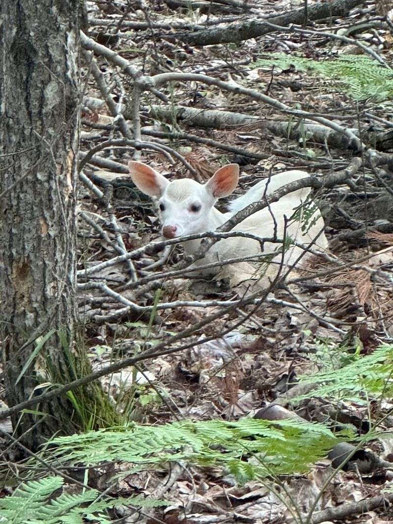 Deer Everywhere You Look, Including White Ones