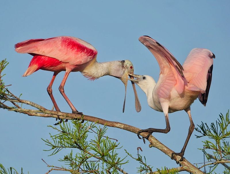 Nesting Season and Why Photographers Go Wild