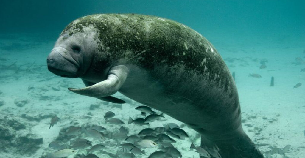 A Massive 330,000-Gallon Manatee Rescue Center Is Opening at Jacksonville Zoo