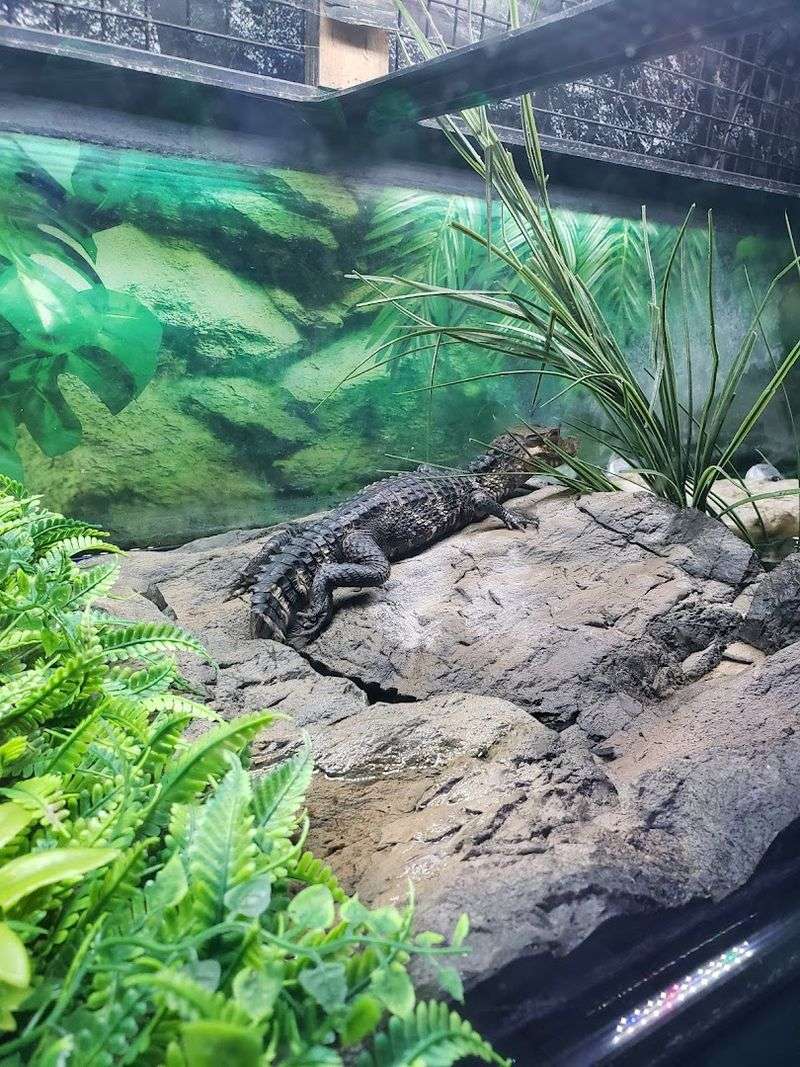 Reptiles, Tortoises, and a Few Big Surprises