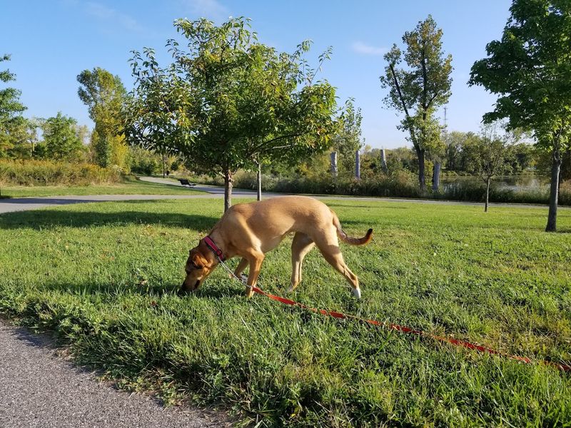 The Dog-Friendly Side of the Park That Pet Owners Appreciate