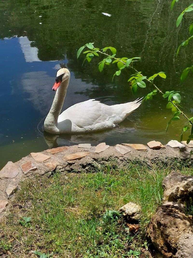 Wildlife That Shares the Space With You