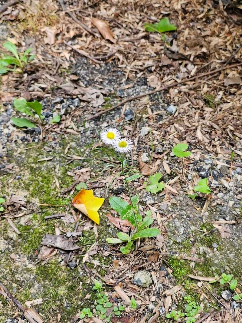 Native Plants and the Labels That Name Them