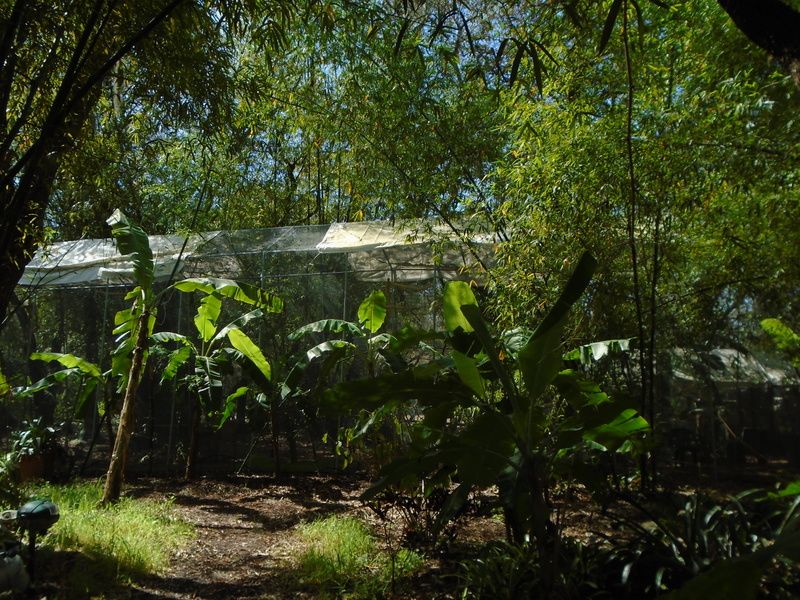 The Flight Cages That Feel Like a Jungle